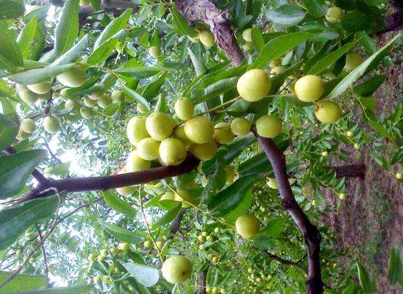 介绍冬枣树产生肥害的原因及防止措施